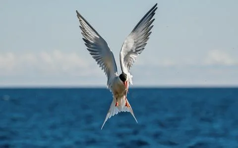 Tern with spread wings in flight. Front view. Blue sky and  sea waves in the  Stock Photos