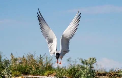 Tern with spread wings in flight. Front view. Blue sky background. Adult comm Stock Photos