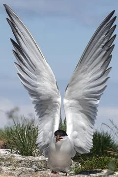 Tern with spread wings on a stone. Stock Photos