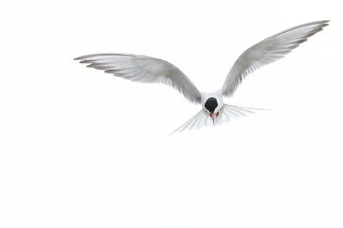 Tern (Sterna sp.) in flight above water  elegant silhouette of a seabird in.. Stock Photos