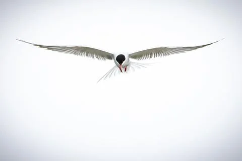 Tern (Sterna sp.) in flight above water  elegant silhouette of a seabird in.. Foto stock