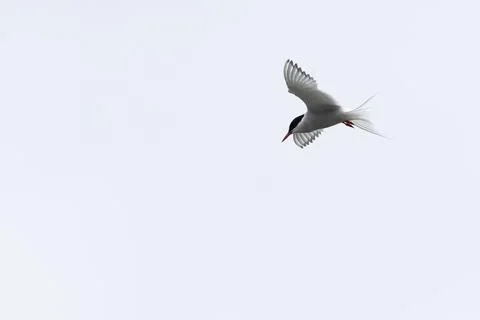Tern (Sterna sp.) in flight above water  elegant silhouette of a seabird in.. Stock Photos