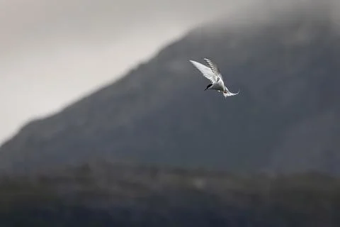 Tern (Sterna sp.) in flight above water  elegant silhouette of a seabird in.. Stock Photos