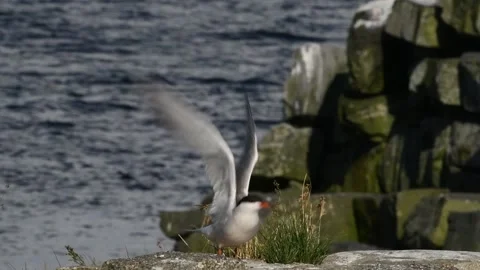 The tern takes off. Slow motion. Stony coast. Scientific name: Sterna hirundo. Video stock 168734414