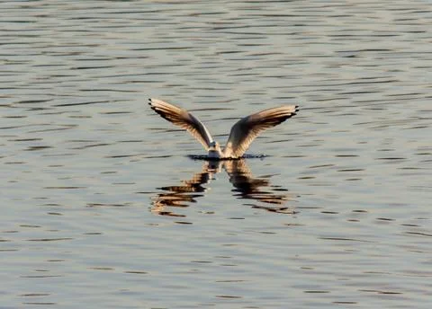 Tern wings stretched reflecting Foto stock