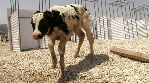 Terner first steps Stock Footage 20512562