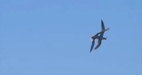 Terns fighting food Stock Footage 281085831