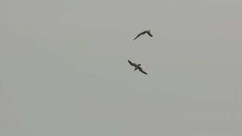 Terns flying and diving into lake water for fishing near sandy shore and trees Stock Footage 325885593