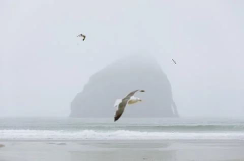 Terns flying over the Cannon Beach in Oregon, USA Stock Photos