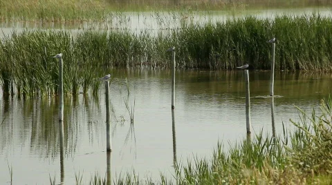 Terns 库存影片 735124