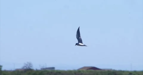 Terns hunting 2 Stock Footage 281085835