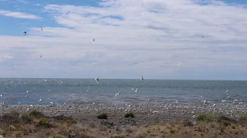 Terns infesting a beach in Patagonia to build nests Stock Footage 328168642
