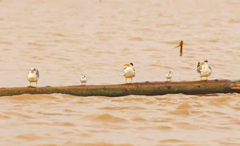 Terns on a log in the amazon Photos