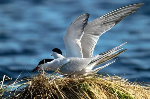 Terns. Stock Photos