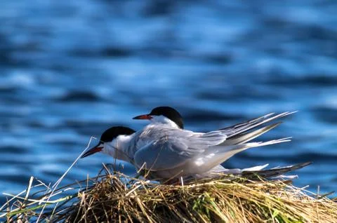 Terns. Stock Photos