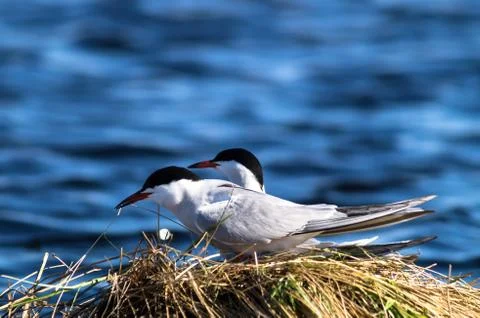 Terns. Stock Photos