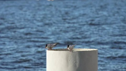 Terns Resting on a Pillar Above the Baltic Sea Vidéo 343706276