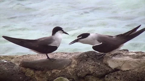 THE TERNS SQUABBLE Stock Footage 50622807