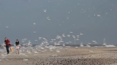 Terns take flight from beach Stock Footage 45651736