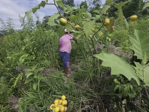 Terong asam Stock Footage 311934960
