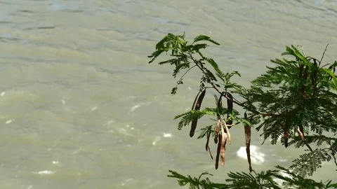 Terraba river tight Stock Footage 126615900