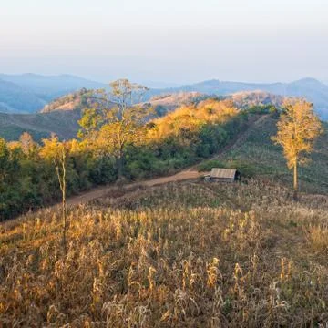 Terrace corn fields in thailand Stock Photos