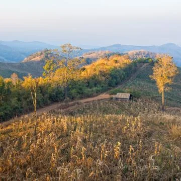 Terrace corn fields in thailand Foto stock