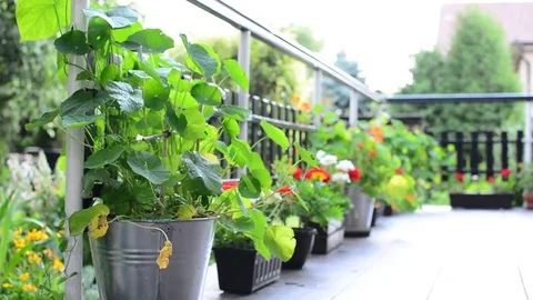 Terrace with flowers 動画素材 77942223