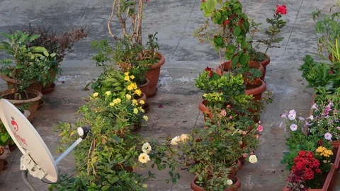 Terrace-garden-india Video stock 102777494