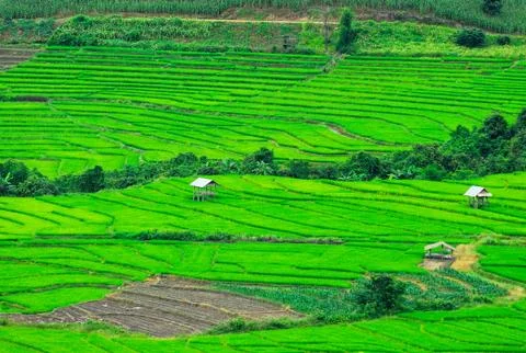 Terrace rice fields in Mae Chaem District Chiang Mai, Thailand Stock Photos