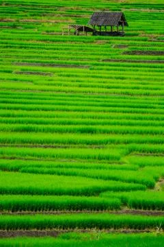 Terrace rice fields in Mae Chaem District Chiang Mai, Thailand Stock Photos