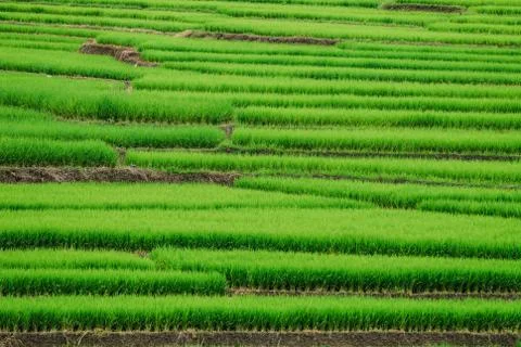 Terrace rice fields in Mae Chaem District Chiang Mai, Thailand Stock Photos