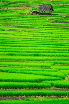 Terrace rice fields in Mae Chaem District Chiang Mai, Thailand Stock Photos