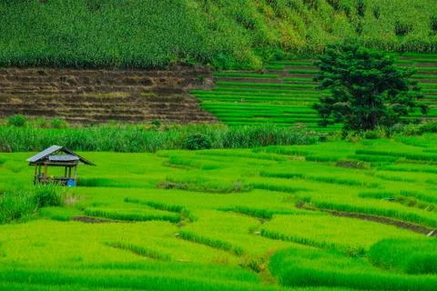 Terrace rice fields in Mae Chaem District Chiang Mai, Thailand Stock Photos