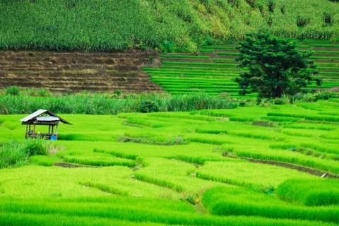 Terrace rice fields in Mae Chaem District Chiang Mai, Thailand Stock Photos
