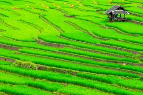 Terrace rice fields in Mae Chaem District Chiang Mai, Thailand Stock Photos