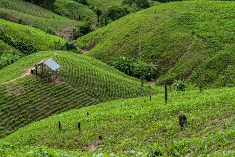 Terrace rice fields in Mae Chaem District Chiang Mai, Thailand Stock Photos