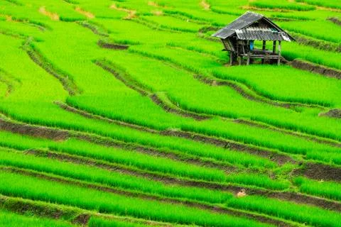Terrace rice fields in Mae Chaem District Chiang Mai, Thailand Stock Photos