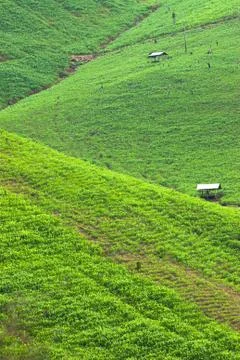 Terrace rice fields in Mae Chaem District Chiang Mai, Thailand Stock Photos