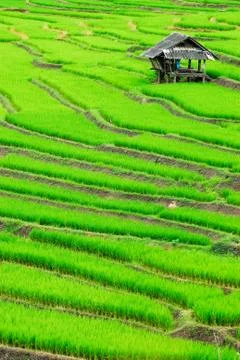 Terrace rice fields in Mae Chaem District Chiang Mai, Thailand Stock Photos
