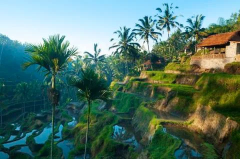 Terrace rice fields. Stock Photos