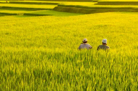 Terrace rice fields. Stock Photos