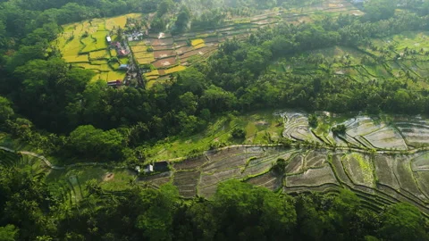 Terrace rice fields at sunset, Ubud, Bali, Indonesia, Aerial view Stock Footage 245926963