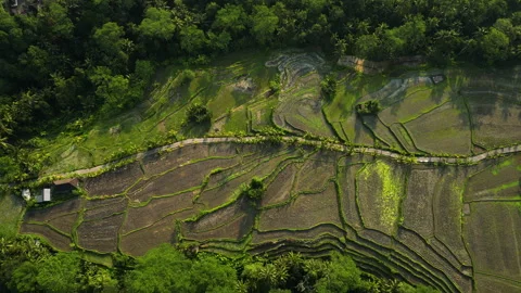 Terrace rice fields at sunset, Ubud, Bali, Indonesia, Aerial Parallex Stock Footage 245989098