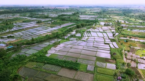 Terrace Rice fields, Wide Rice Plantation from aerial shots, Bali Stock Footage 219532319