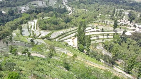 Terraced and forest Stock Footage 241398382