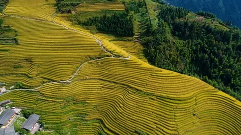 Terraced autumn aviation Stock Footage 100461253