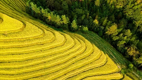 Terraced autumn Stock Footage 118432787