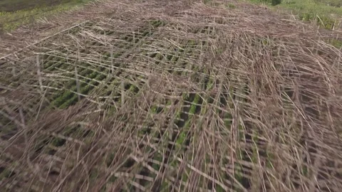 Terraced Coffee Fields on Guatemalan Mountainside Vídeo Stock 306717909