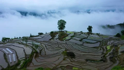 Terraced fields after rain Stock Footage 191968866
